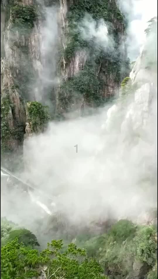 逃离金刚鹦鹉森林